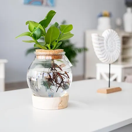 Deluxe House Lejlighed Kos By