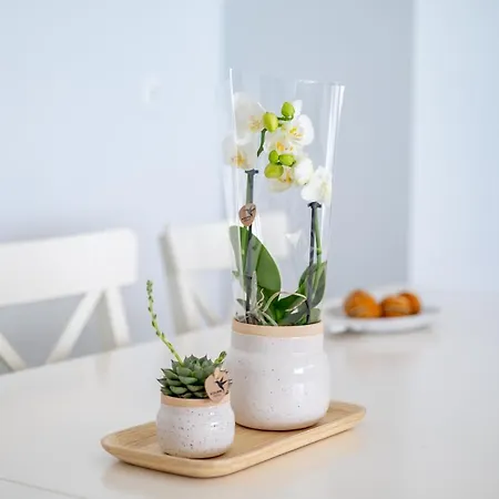 Apartamento Deluxe House
